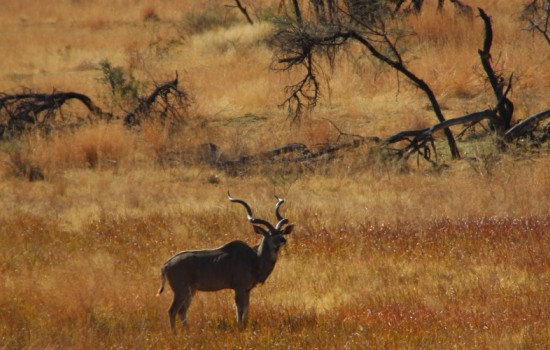 Pilanesberg Wild Reservaat