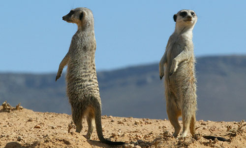 Sentinals on lookout