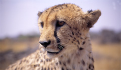 Cheeta