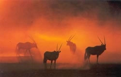 Kalahari sunset