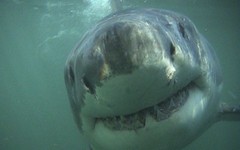 great White