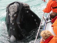 Whale watching