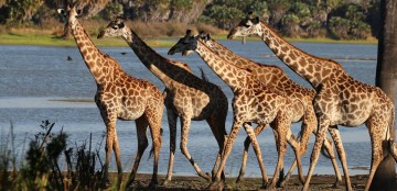 Safari top 10 Zuid-Afrika