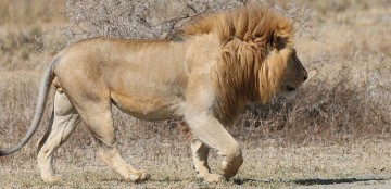 Kruger Park en Zuid-Afrika