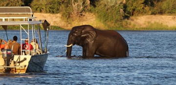 Zwemmende olifanten (Chobe)
