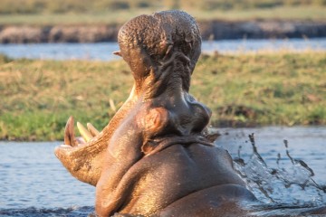 Chobe safari ldge actv Lekkerbly 9