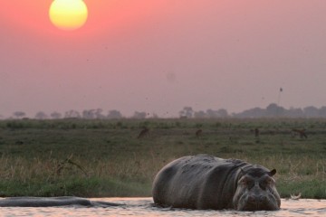 Chobe safari ldge actv Lekkerbly 6