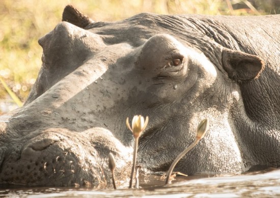 Chobe UOBS Lekkerbly 3