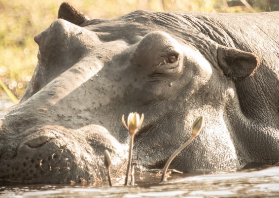 Chobe safari ldge actv Lekkerbly 11