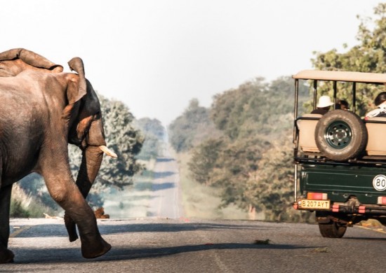 Chobe safari ldge actv Lekkerbly 2