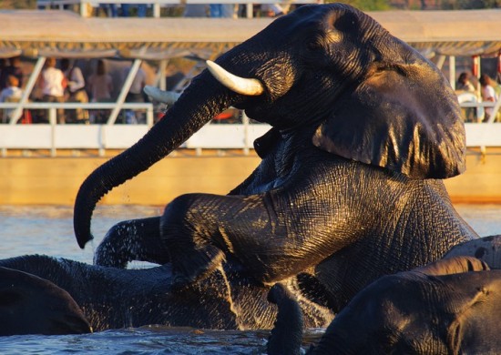 Chobe safari ldge actv Lekkerbly 4