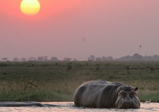 Chobe safari ldge actv Lekkerbly 6