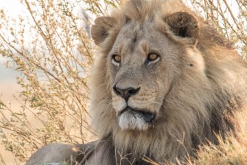 Okavango UOBS Lekkerbly 4