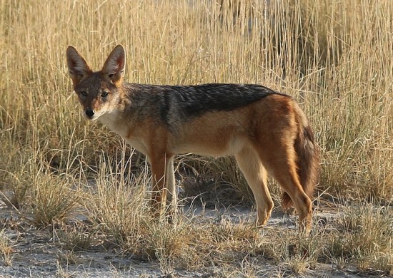 Makgadikgadi Lekkerbly 2