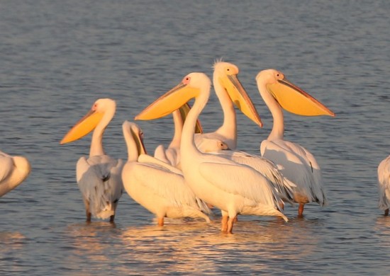 Makgadikgadi Lekkerbly 3