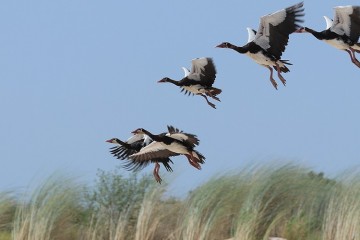 Caprivi Lekkerbly 13