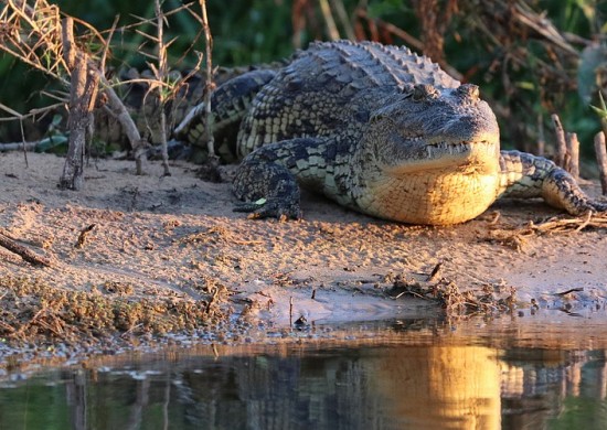 Caprivi Lekkerbly 17