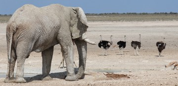 Etosha en Namibië