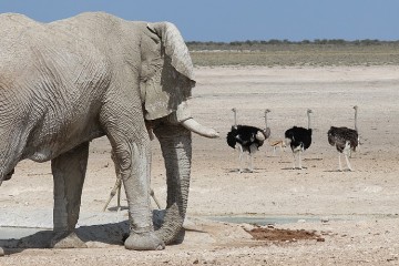 Etosha Lekkerbly 26