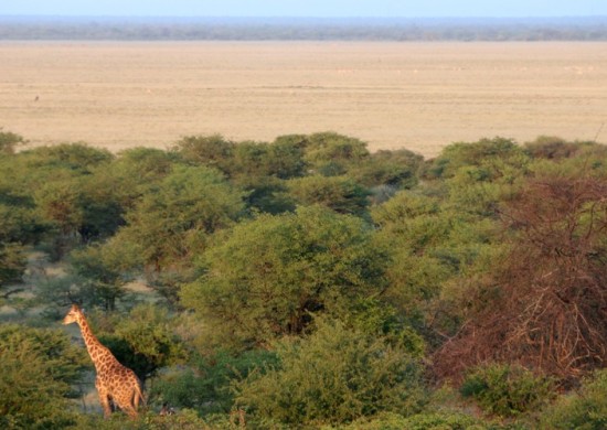 Etosha Lekkerbly 29