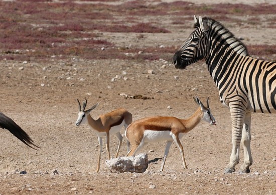 Etosha Lekkerbly 37