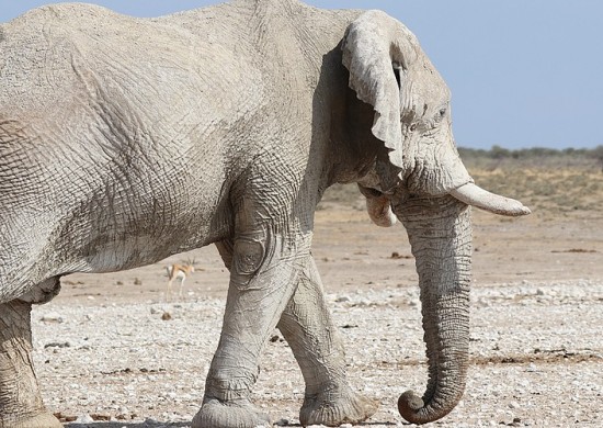 Etosha Lekkerbly 2