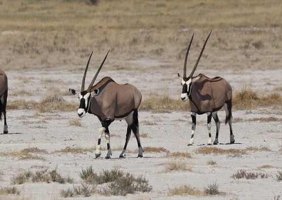 Etosha Lekkerbly 20