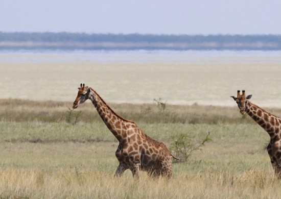 Etosha Lekkerbly 21