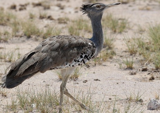 Etosha Lekkerbly 22