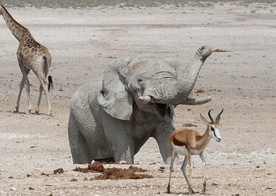 Etosha Lekkerbly 23