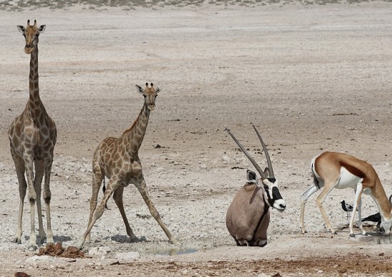 Etosha Lekkerbly 24