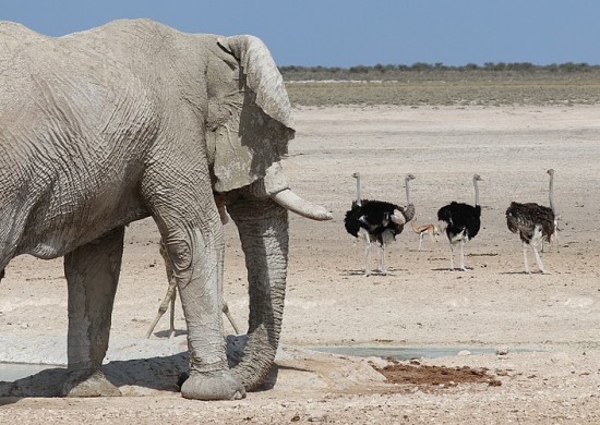 Etosha Lekkerbly 26