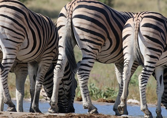 Etosha Lekkerbly 28