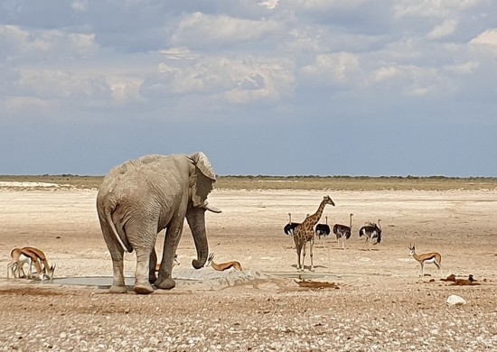 Etosha Lekkerbly 31