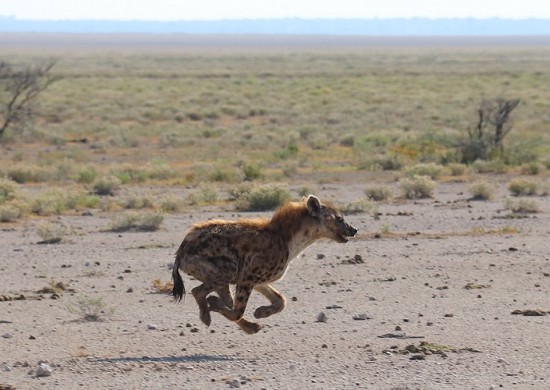 Etosha Lekkerbly 32