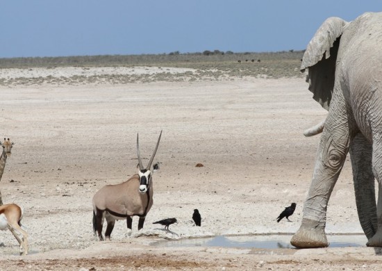 Etosha Lekkerbly 34