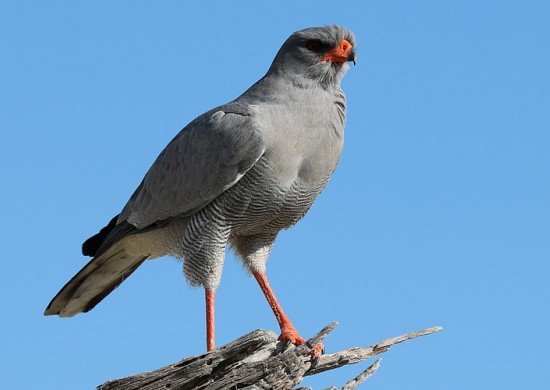 Etosha Lekkerbly 36