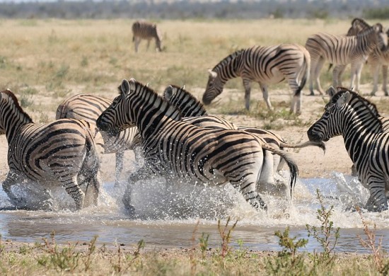 Etosha Lekkerbly 38