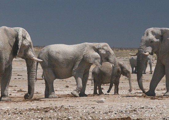 Etosha Lekkerbly 41