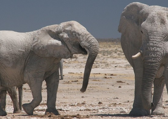 Etosha Lekkerbly 42