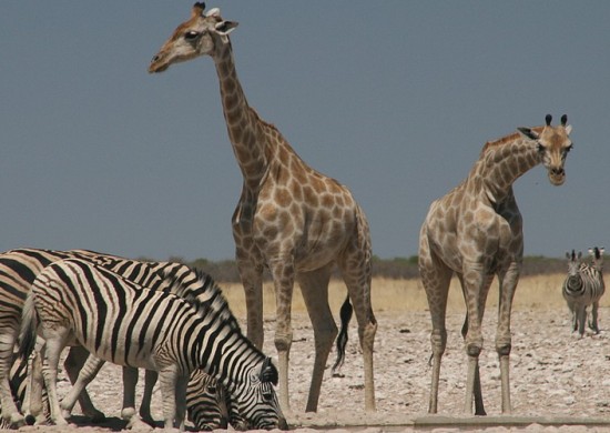 Etosha Lekkerbly 43