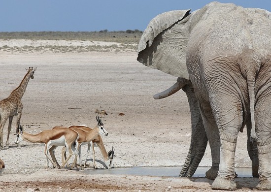 Etosha Lekkerbly 25