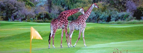 golf temp