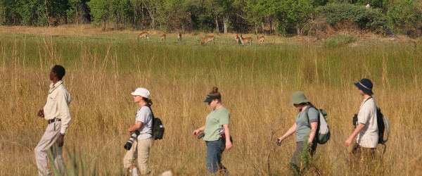 Moremi crossing long 8