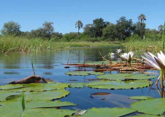 okavango 8