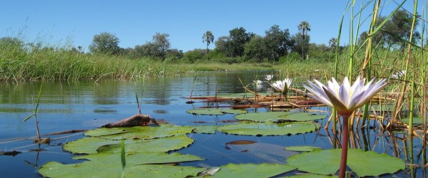 okavango 8