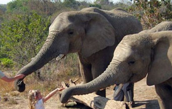 Elephant Sanctuary