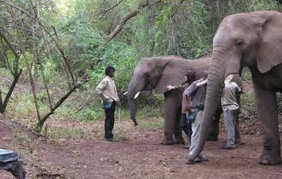 Elephant Sanctuary