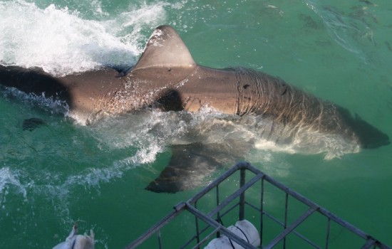 White Shark Cage Diving