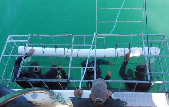 White Shark Cage Diving